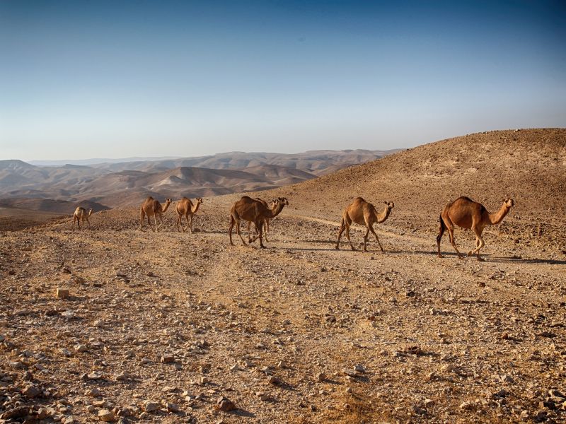 Negev Wüste