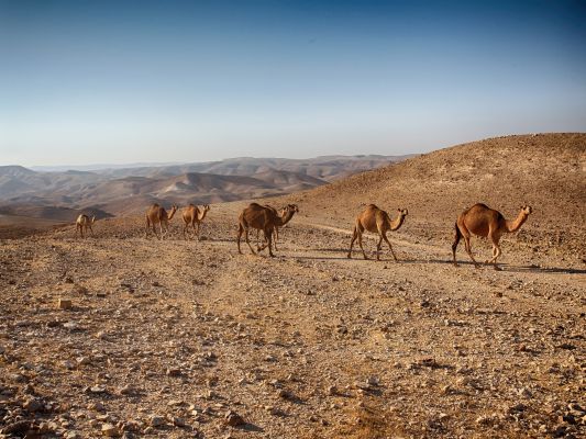 Israel Negev Wueste Kamele Pixabay